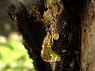 Resinas naturales como alternativa sostenible